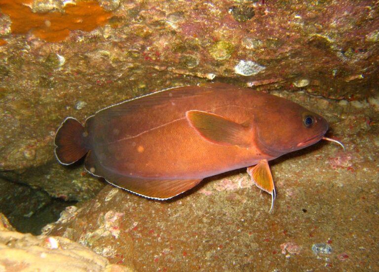 Lotella rhacina (Lotella rhacina) |commons:File:Lotella rhacina.jpg