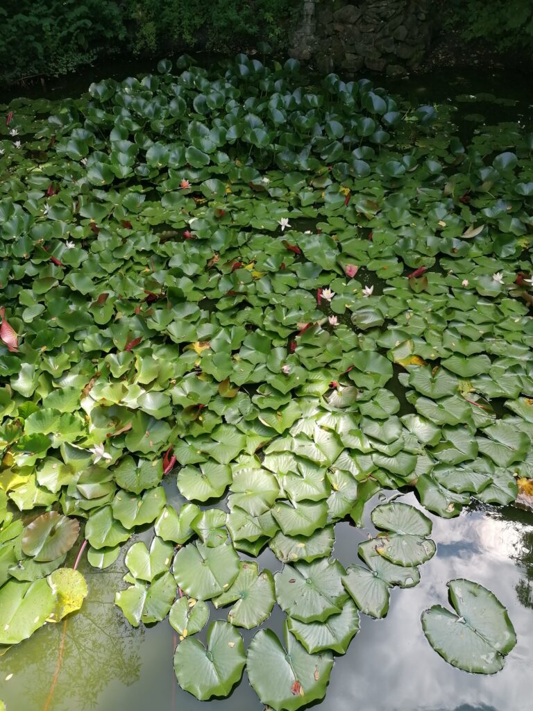 Lotus Alba (Nymphaea alba) |commons:File:20230802 Garden Franciscan monastery Katowice Panewniki Grzybienie białe Nymphaea alba.jpg