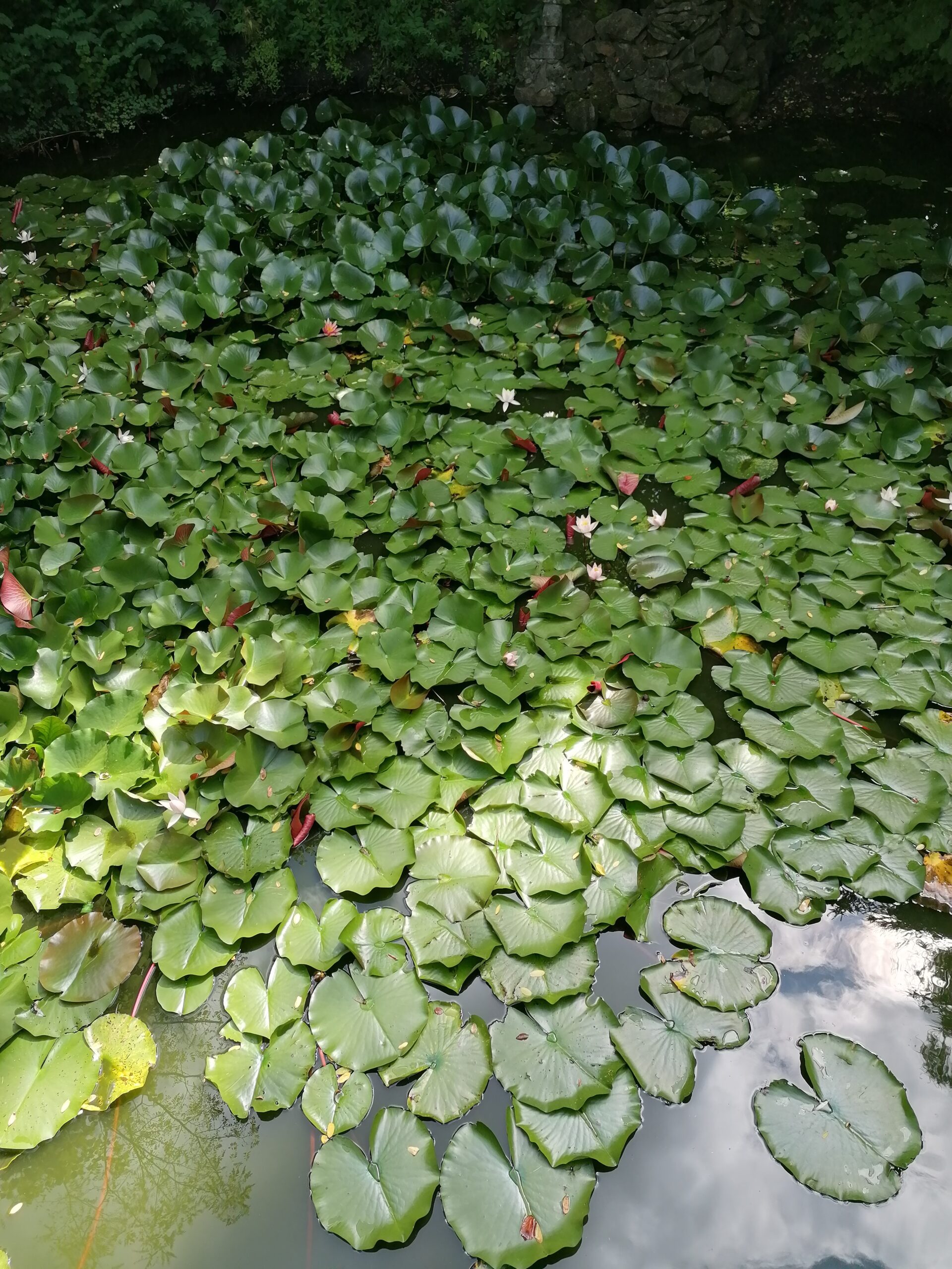 Lotus Alba (Nymphaea alba) |commons:File:20230802 Garden Franciscan monastery Katowice Panewniki Grzybienie białe Nymphaea alba.jpg