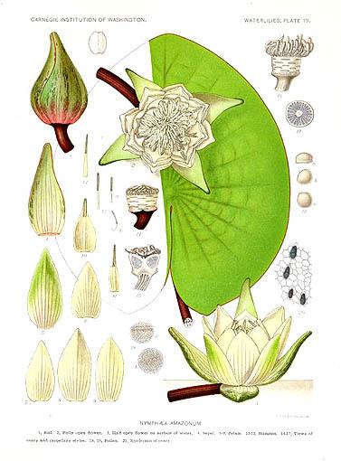 Lotus Amazonum (Nymphaea amazonum) |commons:File:Nymphaea amazonum.jpg