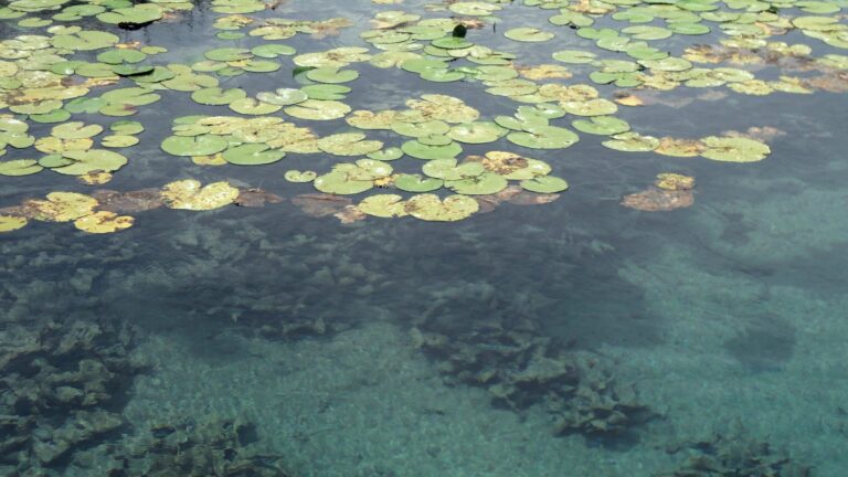 Lotus Ampla (Nymphaea ampla) |commons:File:Flor de agua (Nymphaea ampla) en Cuatro Ciénegas, Coahuila.jpg