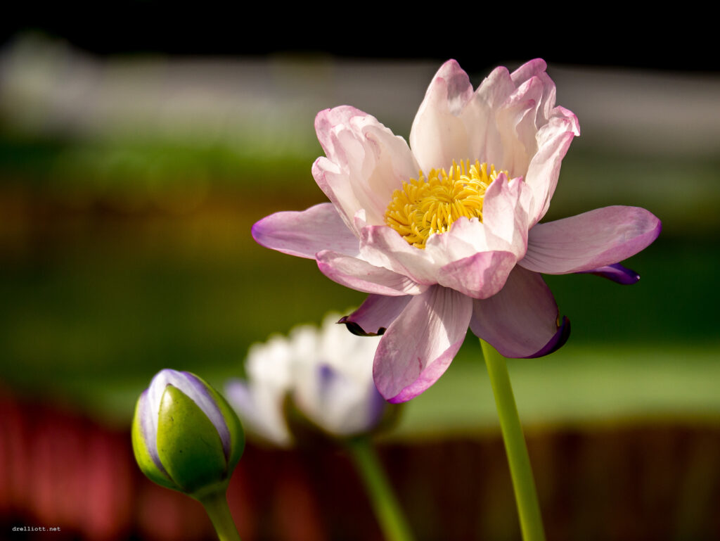 Lotus Atrans (Nymphaea atrans) |commons:File:Nymphaea atrans (18840299761).jpg