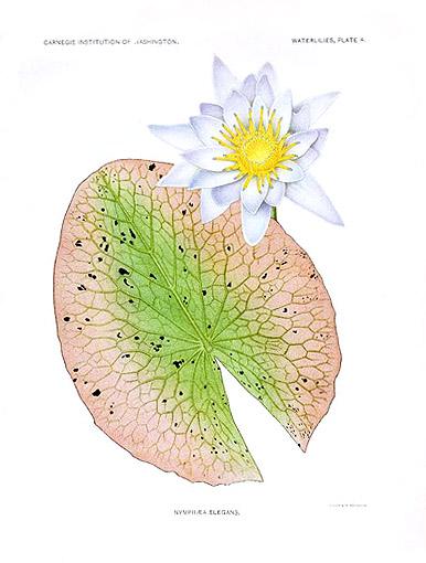 Lotus Elegans (Nymphaea elegans) |commons:File:Nymphaea elegans.jpg