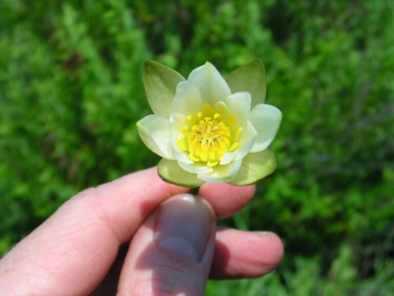 Lotus Leibergii (Nymphaea leibergii) |commons:File:Nymphaea leibergii.jpg