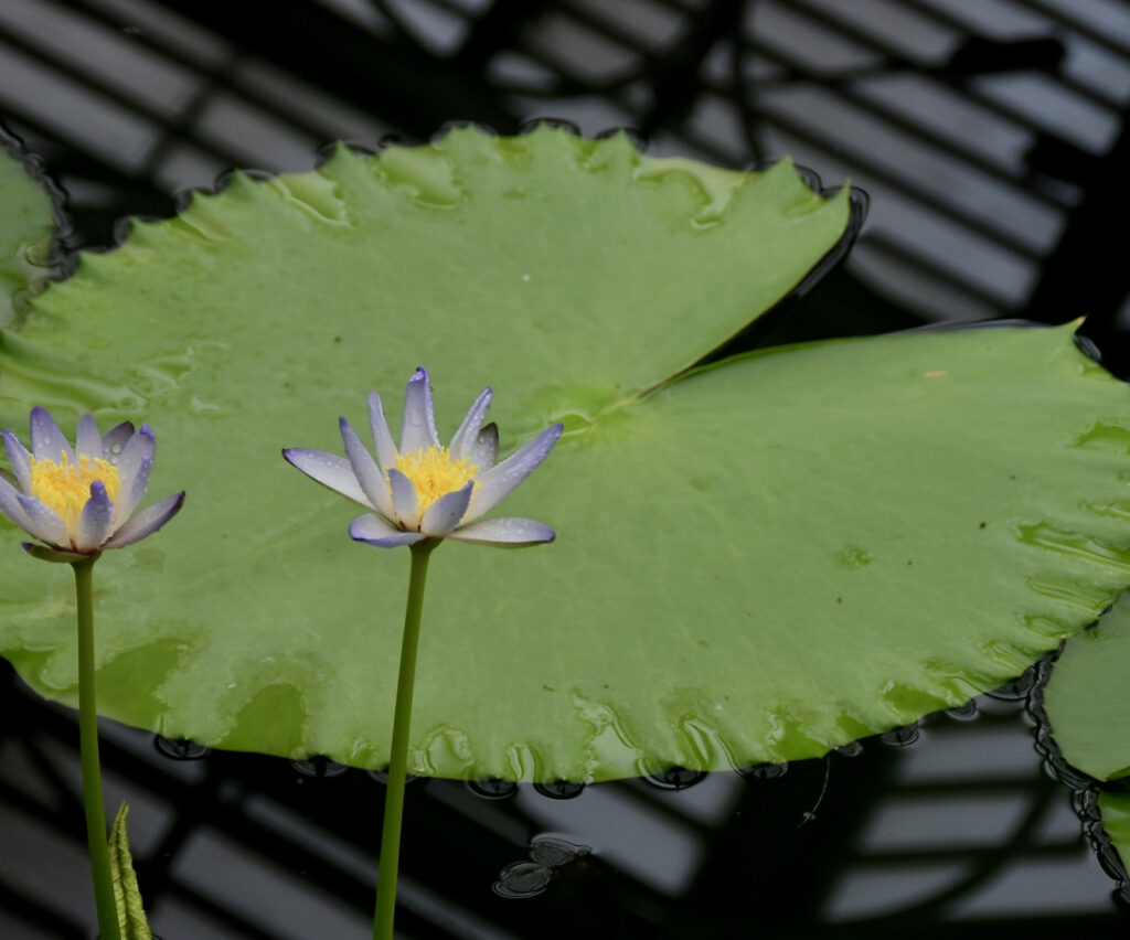 Lotus Macrosperma (Nymphaea macrosperma) |commons:File:Nymphaeaceae Nymphaea macrosperma 1.jpg