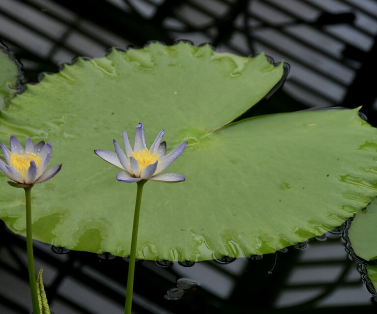 Lotus Macrosperma (Nymphaea macrosperma) |commons:File:Nymphaeaceae Nymphaea macrosperma 1.jpg