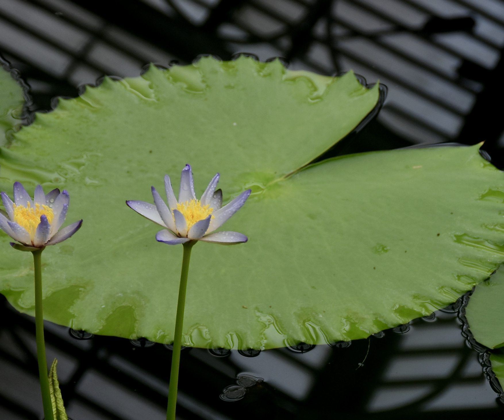 Lotus Macrosperma (Nymphaea macrosperma) |commons:File:Nymphaeaceae Nymphaea macrosperma 1.jpg