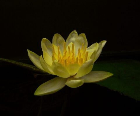 Lotus Mexicana (Nymphaea mexicana) |commons:File:Nymphaea Mexicana 2.jpg