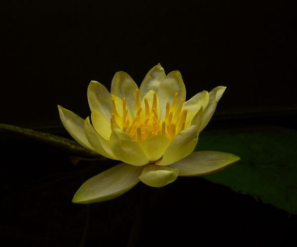 Lotus Mexicana (Nymphaea mexicana) |commons:File:Nymphaea Mexicana 2.jpg