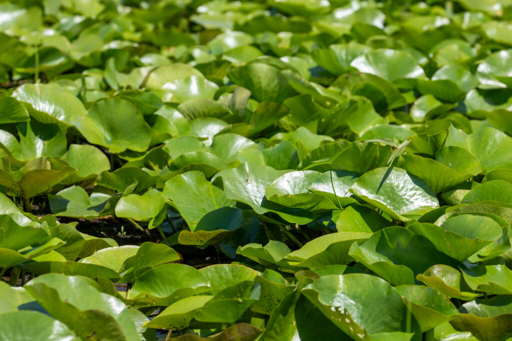 Lotus Odorata (Nymphaea odorata) |commons:File:American White Waterlily Nymphaea Odorata Moraine Hills State Park Illinois 2024-0125.jpg