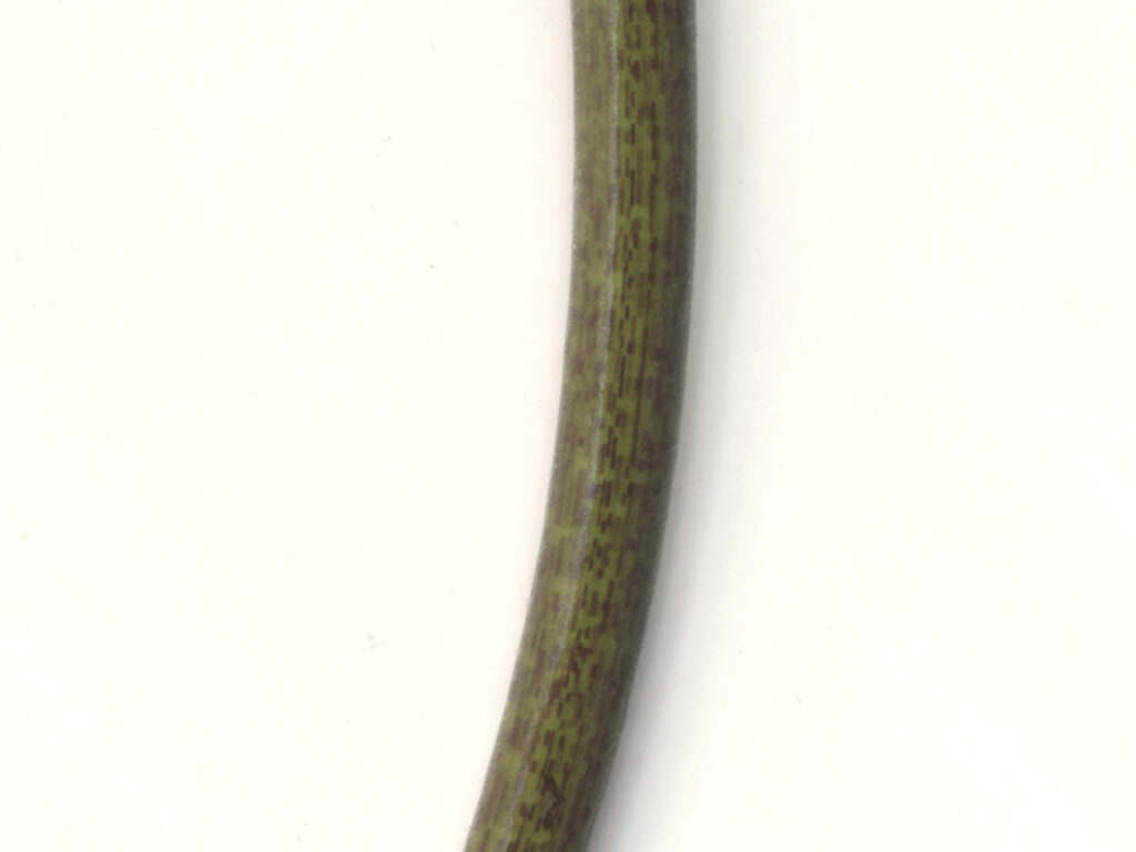 Lotus Oxypetala (Nymphaea oxypetala) |commons:File:Detail of Nymphaea oxypetala Planch. petiole.jpg
