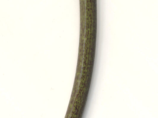 Lotus Oxypetala (Nymphaea oxypetala) |commons:File:Detail of Nymphaea oxypetala Planch. petiole.jpg