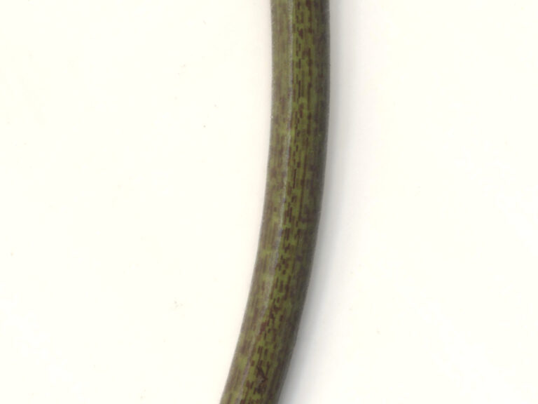 Lotus Oxypetala (Nymphaea oxypetala) |commons:File:Detail of Nymphaea oxypetala Planch. petiole.jpg
