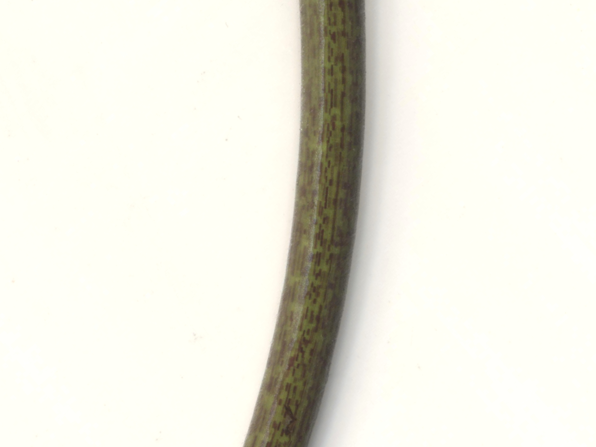 Lotus Oxypetala (Nymphaea oxypetala) |commons:File:Detail of Nymphaea oxypetala Planch. petiole.jpg