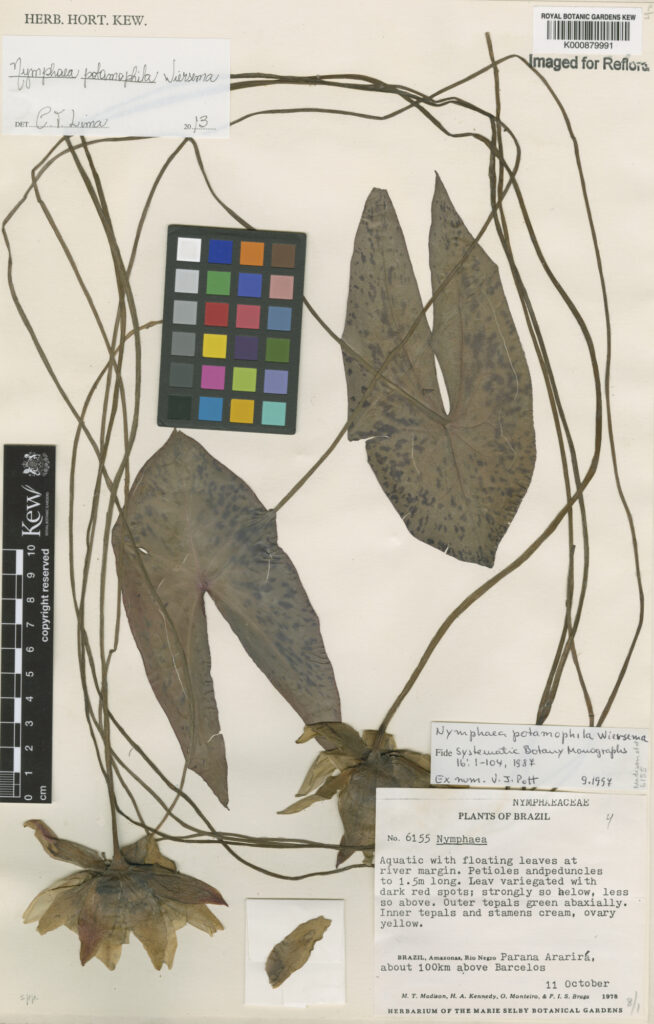 Lotus Potamophila (Nymphaea potamophila) |commons:File:Nymphaea potamophila Wiersema.jpg