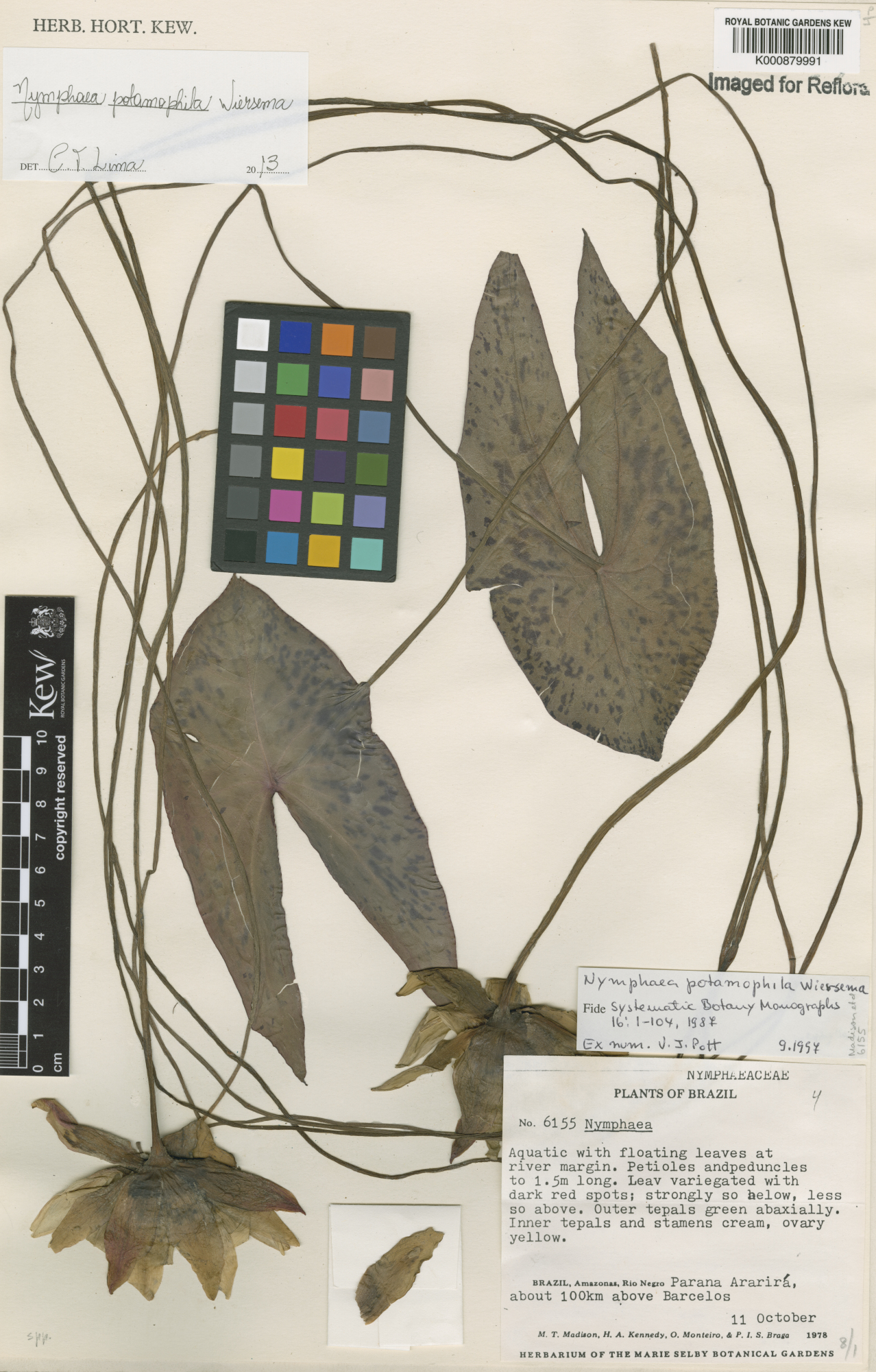 Lotus Potamophila (Nymphaea potamophila) |commons:File:Nymphaea potamophila Wiersema.jpg