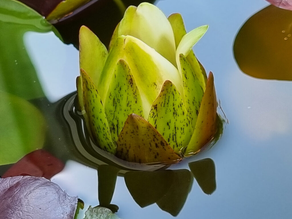 Lotus Prolifera (Nymphaea prolifera) |commons:File:Nymphaea prolifera Wiersema flower closing.jpg
