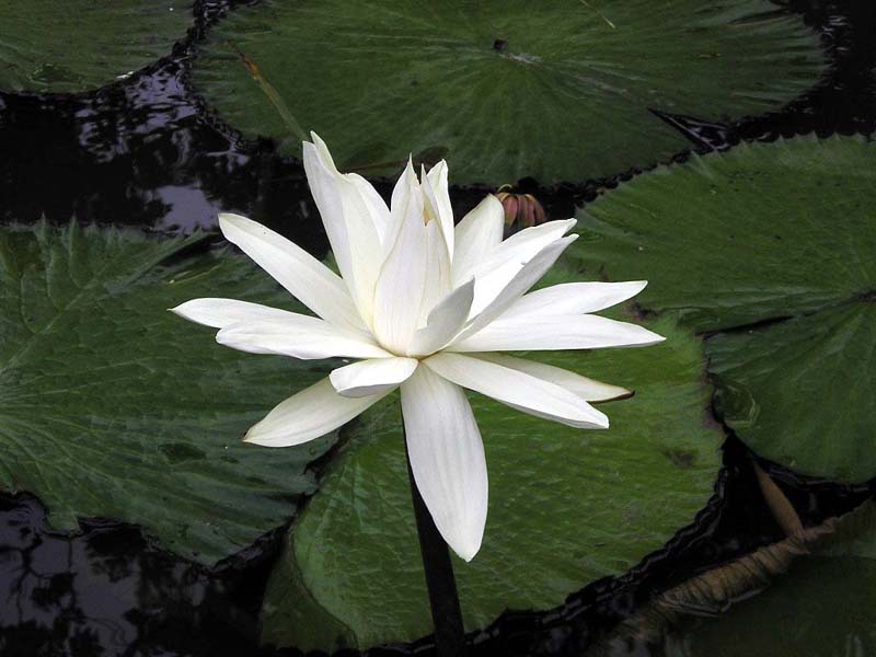 Lotus Pubescens (Nymphaea pubescens) |commons:File:Nymphaea pubescens1MTFL.jpg
