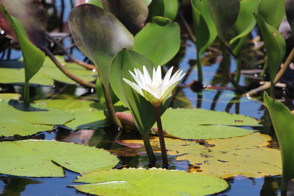 Lotus Pulchella (Nymphaea pulchella) |commons:File:Nymphaea pulchella -- Flor dentro da Lagoa do Marimbus, Pantanal da Chapada Diamantina, Bahia, Brasil.jpg