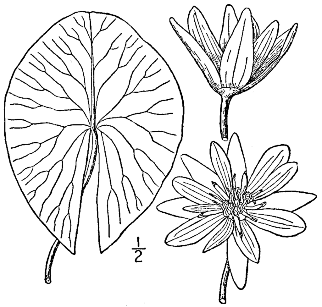 Lotus Tetragona (Nymphaea tetragona) |commons:File:Nymphaea tetragona BrittonBrown.png