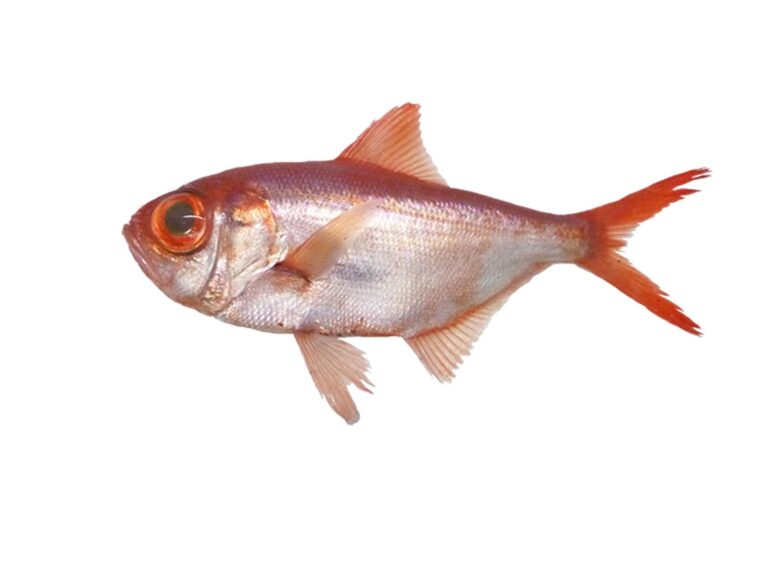 Lowe's Beryx (Beryx splendens) |commons:File:Beryx long (Beryx splendens) (Ifremer 00763-87519).jpg