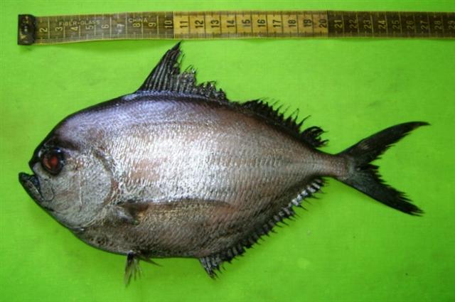 Lowfin Pomfret (Brama dussumieri) |commons:File:Brama dussumieri.jpg
