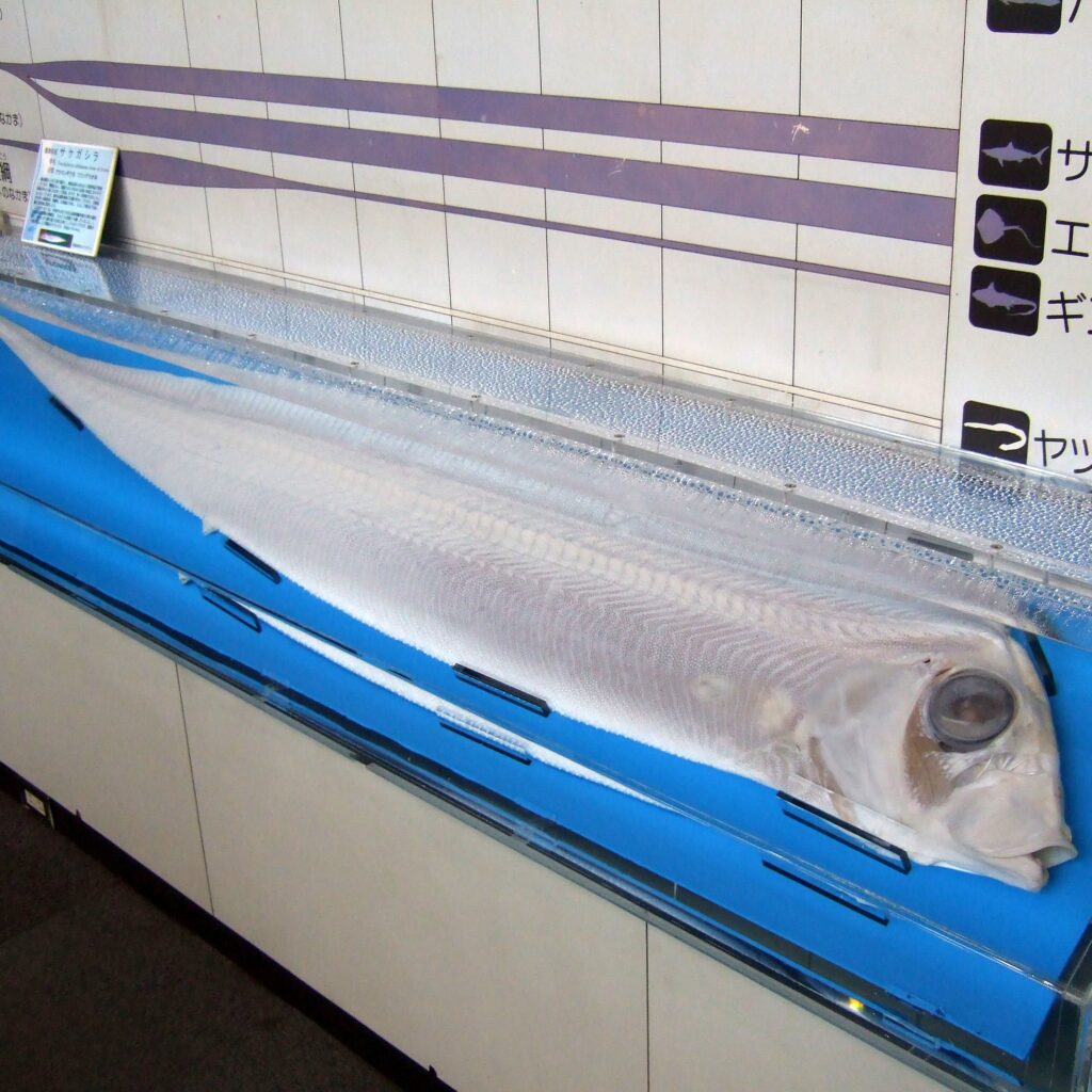 Lowsail Ribbonfish (Trachipterus ishikawae) |commons:File:Trachipterus ishikawae.jpg