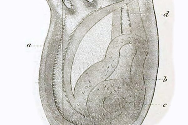 Loxosoma singulare Loxosoma singulare