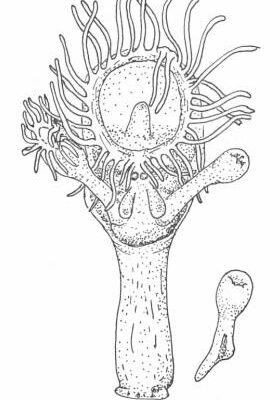 Loxosomella macginitieorum Loxosomella macginitieorum