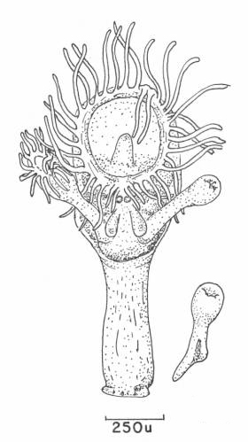 Loxosomella macginitieorum Loxosomella macginitieorum