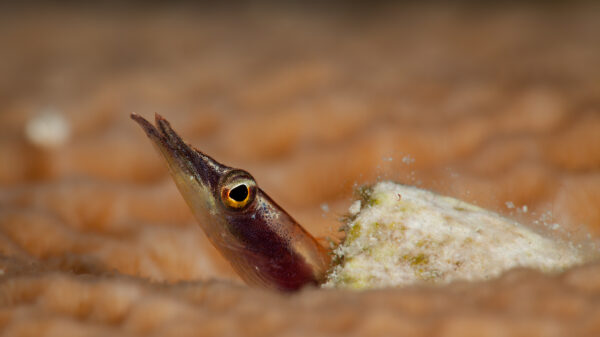 Lucayablennius zingaro (Lucayablennius zingaro) |commons:File:Arrow blenny (Lucayablennius zingaro) by q phia - Cuba 2017.jpg
