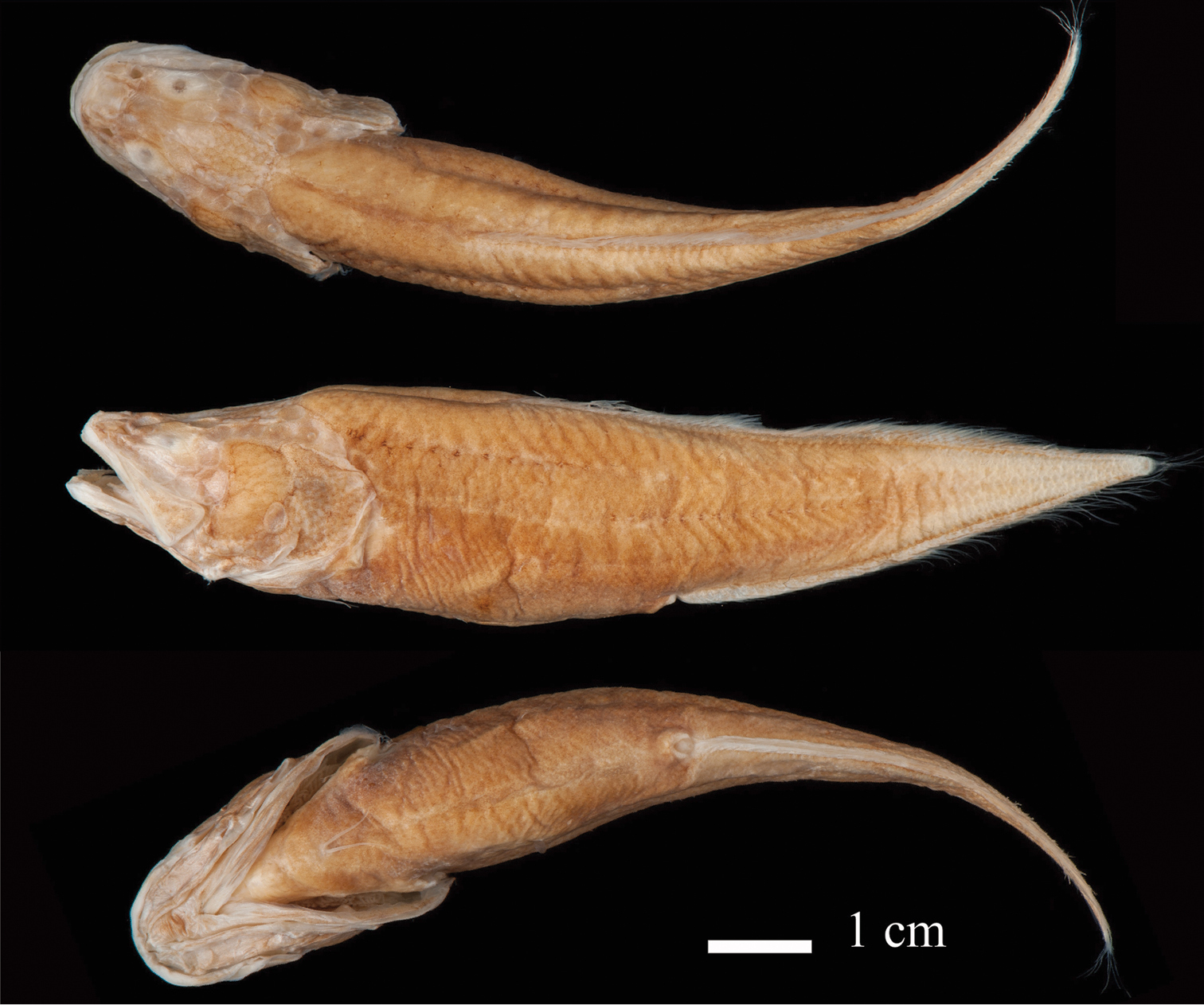 Lucifuga gibarensis (Lucifuga gibarensis) |commons:File:Lucifuga gibarensis (10.3897-zookeys.946.51373) Figure 2.jpg