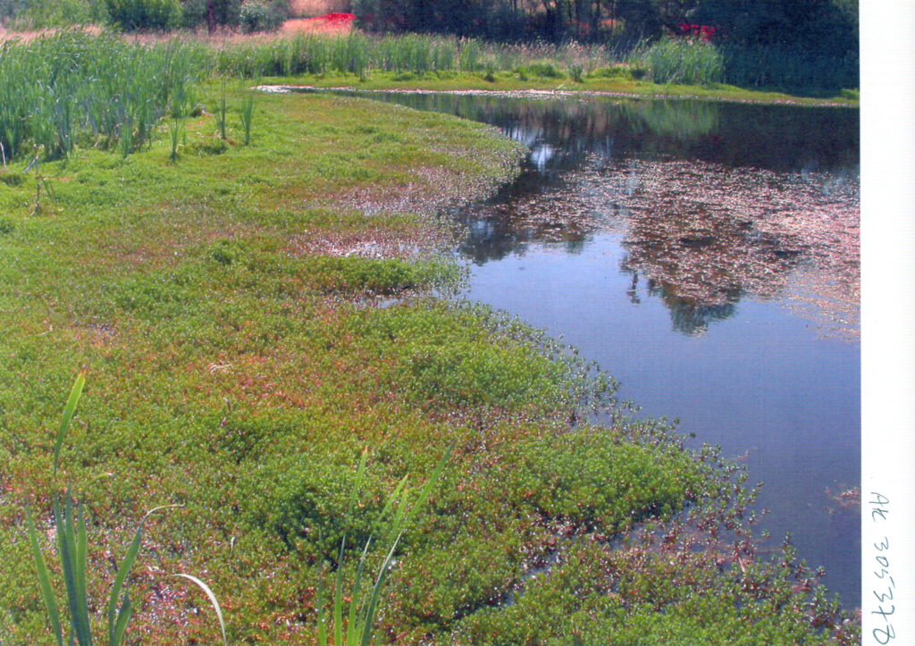 Ludwigia Arcuata (Ludwigia arcuata) |commons:File:Ludwigia arcuata L. repens Walter (AM AK305378-1).jpg