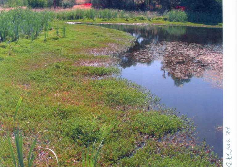 Ludwigia Arcuata (Ludwigia arcuata) |commons:File:Ludwigia arcuata L. repens Walter (AM AK305378-1).jpg