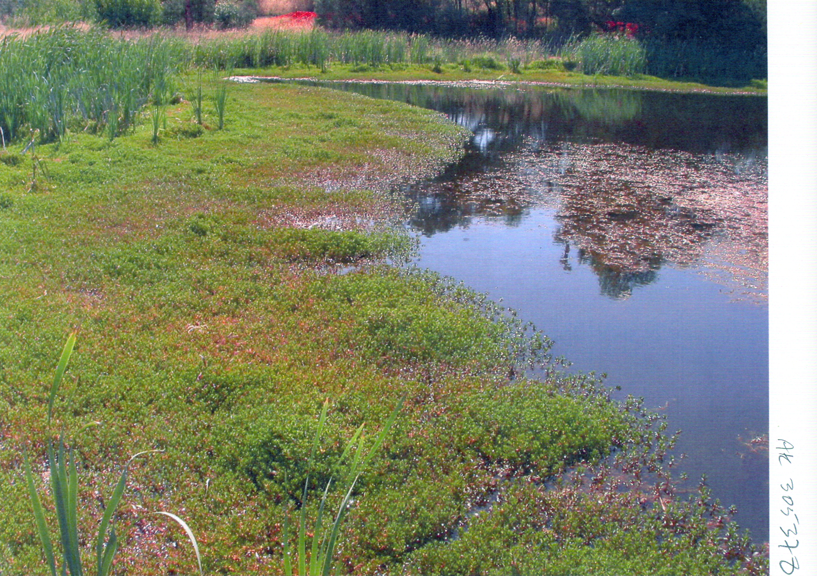 Ludwigia Arcuata (Ludwigia arcuata) |commons:File:Ludwigia arcuata L. repens Walter (AM AK305378-1).jpg