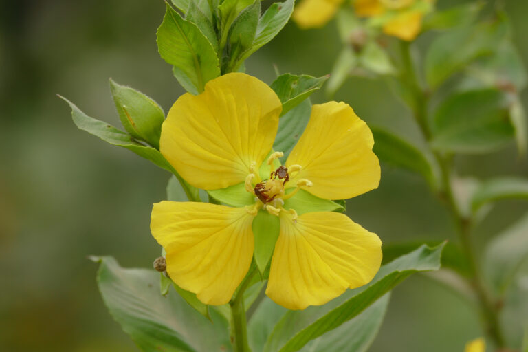 Ludwigia Bonariensis (Ludwigia bonariensis) |commons:File:Carolina Primrose-willow (Ludwigia bonariensis) (28667019380).jpg