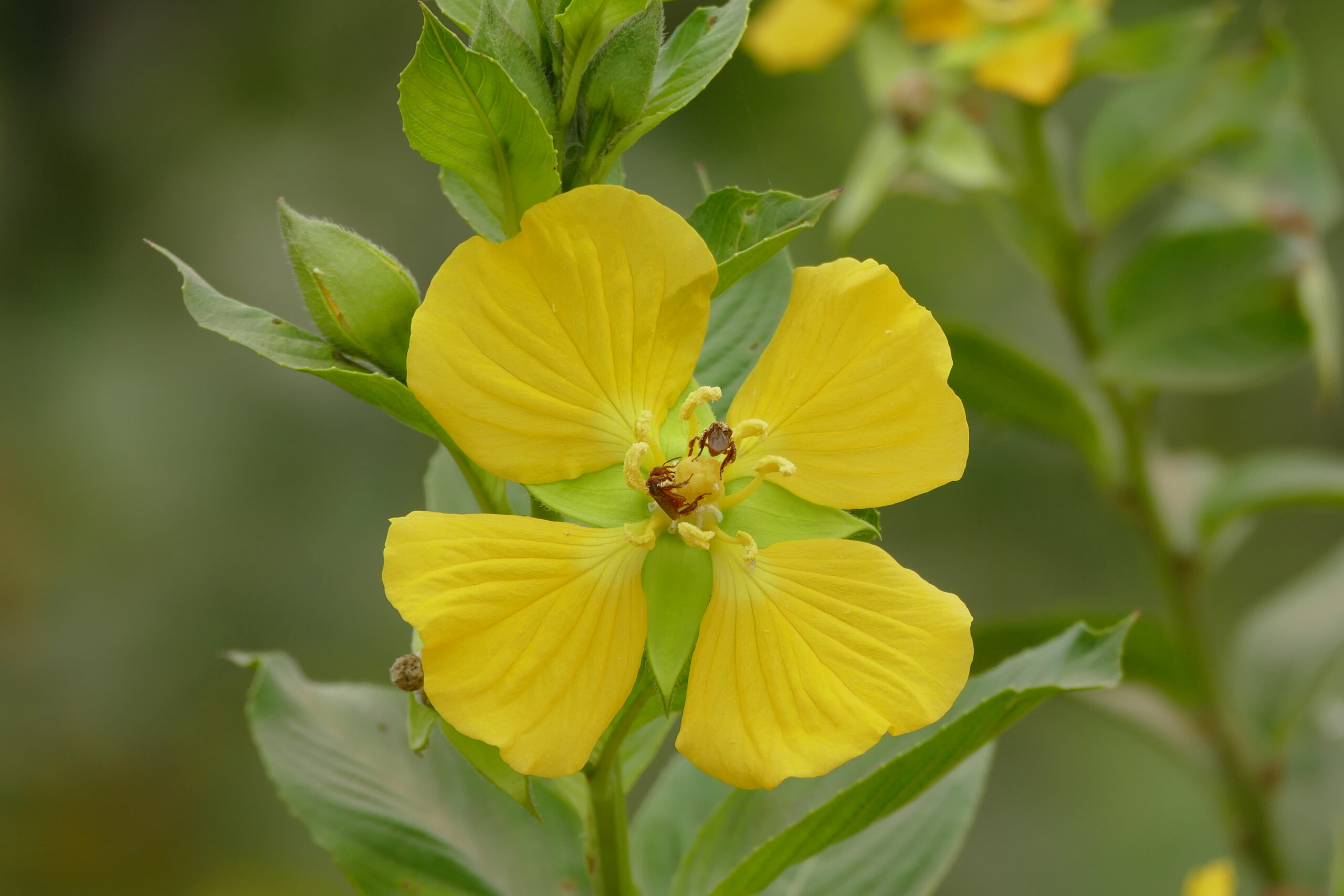 Ludwigia Bonariensis (Ludwigia bonariensis) |commons:File:Carolina Primrose-willow (Ludwigia bonariensis) (28667019380).jpg