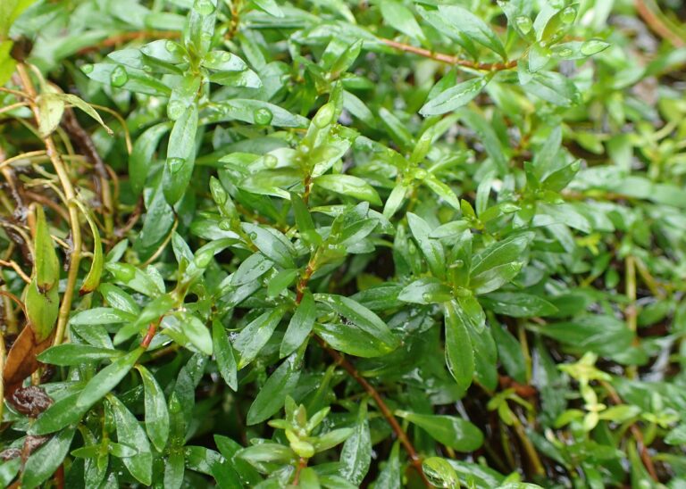 Ludwigia Brevipes (Ludwigia brevipes) |commons:File:Ludwigia brevipes kz01.jpg