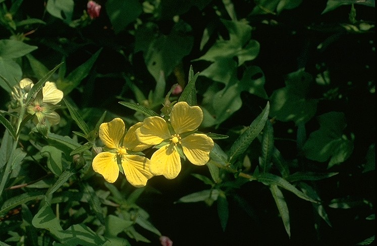 Ludwigia Decurrens (Ludwigia decurrens) |commons:File:Ludwigia decurrens.jpg