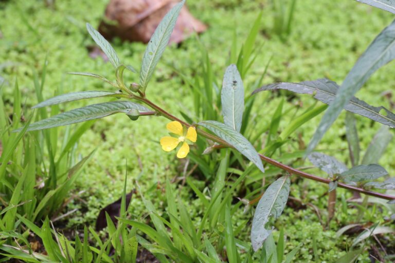 Ludwigia Erecta (Ludwigia erecta) |commons:File:Ludwigia erecta (Onagraceae) (29278474563).jpg