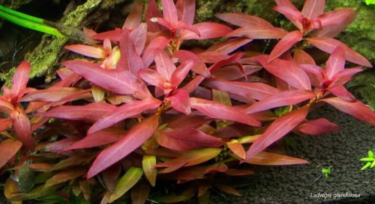 Ludwigia Glandulosa (Ludwigia glandulosa) |commons:File:Ludwigia glandulosa (4830440340).jpg