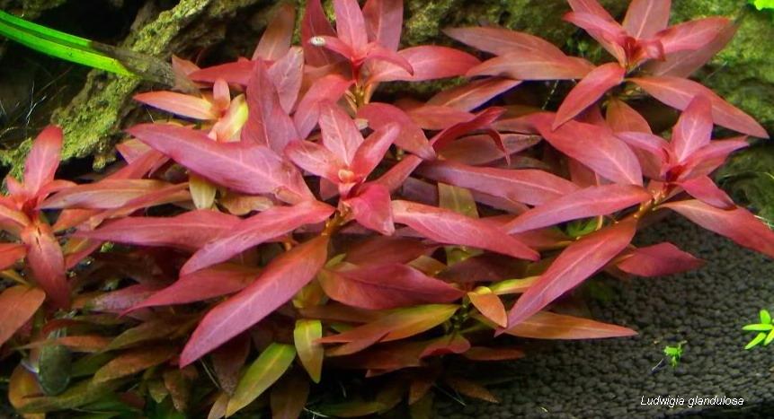 Ludwigia Glandulosa (Ludwigia glandulosa) |commons:File:Ludwigia glandulosa (4830440340).jpg