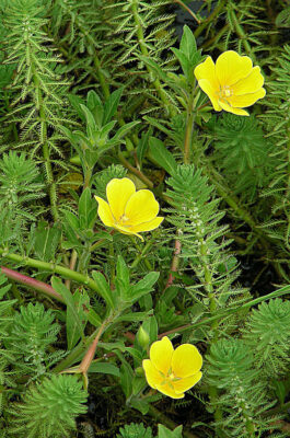 Ludwigia Hexapetala (Ludwigia hexapetala) |commons:File:Ludwigia hexapetala, the Creeping Water Primrose (9544176130).jpg