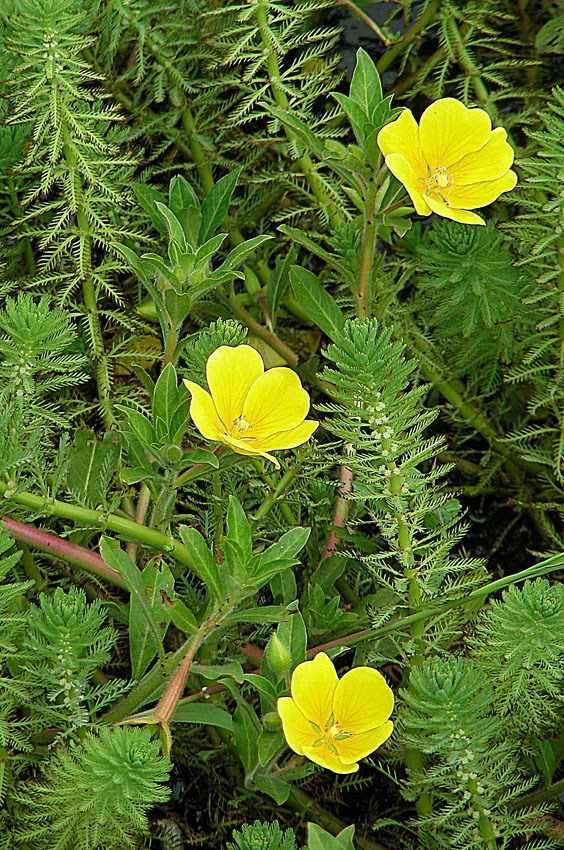 Ludwigia Hexapetala (Ludwigia hexapetala) |commons:File:Ludwigia hexapetala, the Creeping Water Primrose (9544176130).jpg