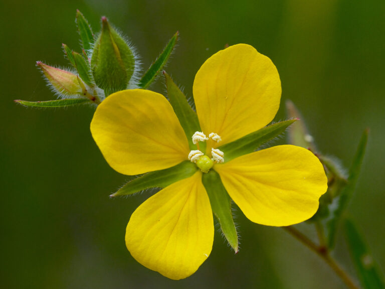 Ludwigia Hirtella (Ludwigia hirtella) |commons:File:Ludwigia hirtella Arkansas.jpg