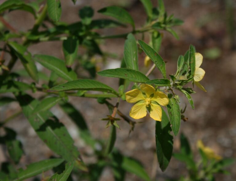 Ludwigia Leptocarpa (Ludwigia leptocarpa) |commons:File:Ludwigia leptocarpa 2.jpg