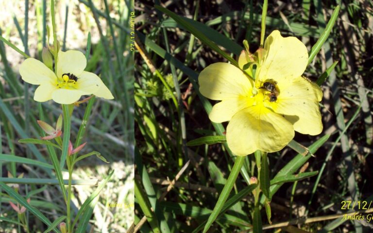 Ludwigia Longifolia (Ludwigia longifolia) |commons:File:Ludwigia longifolia - 6388.jpg