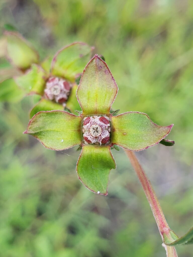 Ludwigia Maritima (Ludwigia maritima) |commons:File:Ludwigia maritima 212112331.jpg