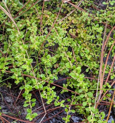 Ludwigia Microcarpa (Ludwigia microcarpa) |commons:File:Ludwigia microcarpa.jpg