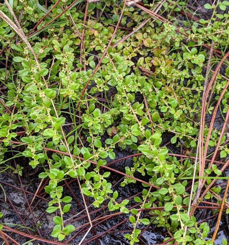 Ludwigia Microcarpa (Ludwigia microcarpa) |commons:File:Ludwigia microcarpa.jpg